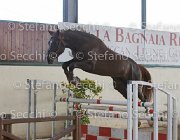 Appio Claudio TosTour2013- S5 2984 : Appio Claudio, Arezzo, Arezzo Equestrian Centre, Cavalli d'Italia, Toscana Tour 2013, foto di Stefano Secchi ©